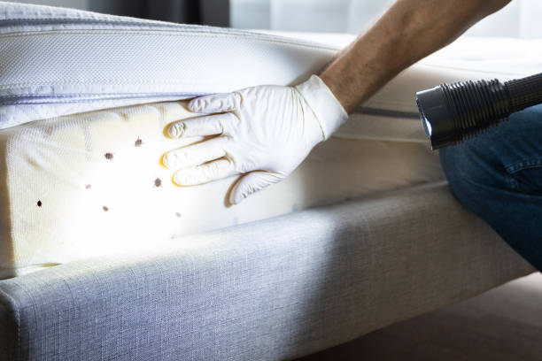 Best Termite Control Services  in Lower Burrell, PA